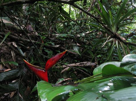 Heliconia Stricta