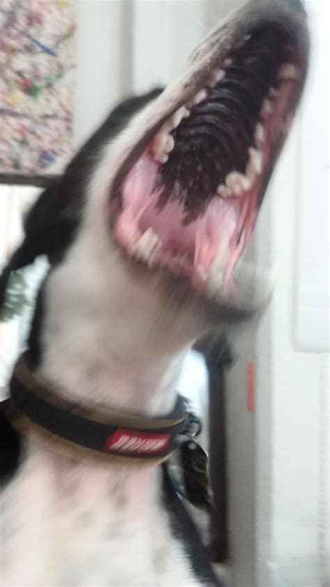 Doggo go bite : r/indeed123k