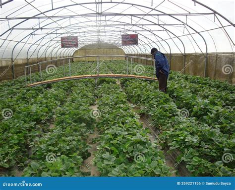 A Strawberry Farm In Nuwara Eliya Sri Lanka Editorial Photo Image Of