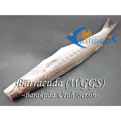 jual ikan barakuda utuh bersih barracuda wggs shopee indonesia