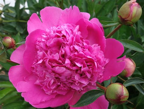 牡丹 Paeonie Peonia - Pixabay上的免费照片 - Pixabay