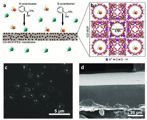 Schematic illustration and SEM images of γ cyclodextrins based