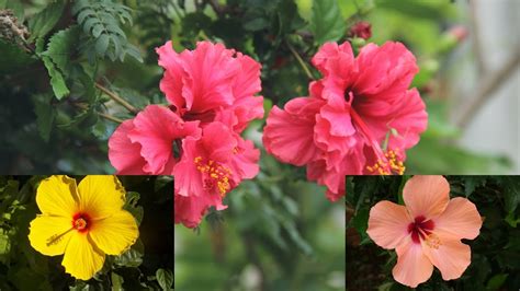 Different Colors Of Hibiscus Top Most Colors Of Hibiscus Flowers