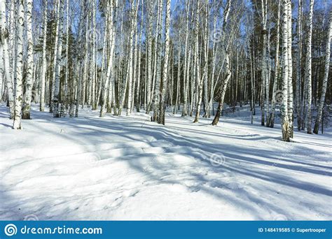 Sunny Day En Bosque De Los Rboles De Abedul Del Invierno Imagen De