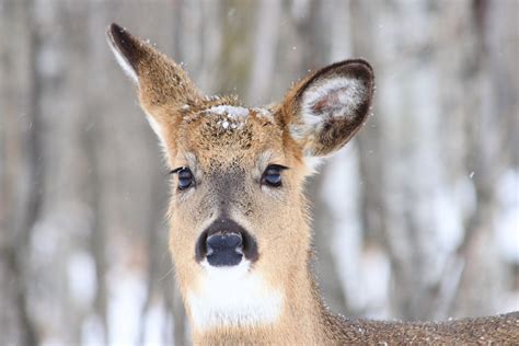 デスクトップ壁紙 野生動物 動物相 哺乳類 白い尾の鹿 鼻 Terrestrial Animal 毛皮 雪 ウィスカー