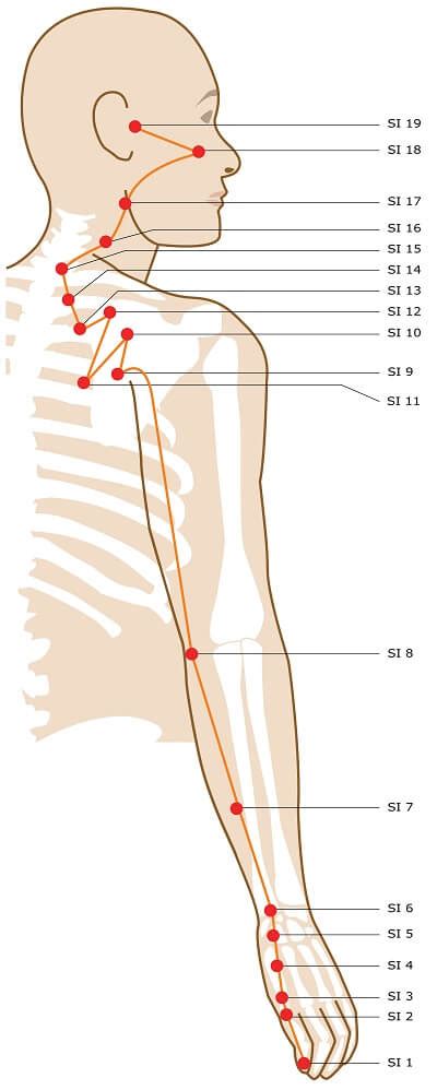 Sort It Outits The Small Intestine Glastonbury Acupuncture