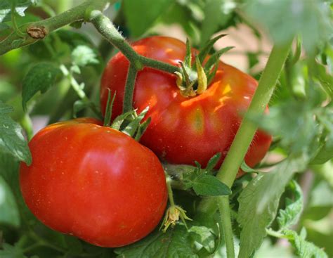 Southern Tomato Pie Suwannee Rose