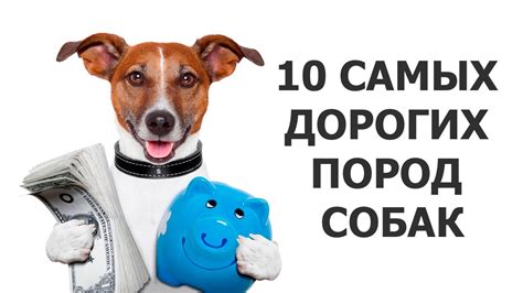 10 САМЫХ ДОРОГИХ ПОРОД СОБАК - YouTube