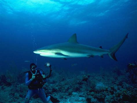 shark sharks wallpaper  fanpop