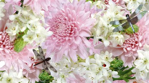 white  pink flowers wallpaper wallpapersafari