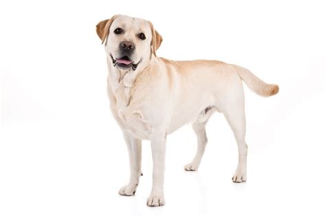 labrador retriever   popular dog breed  america  petsplusmagcom