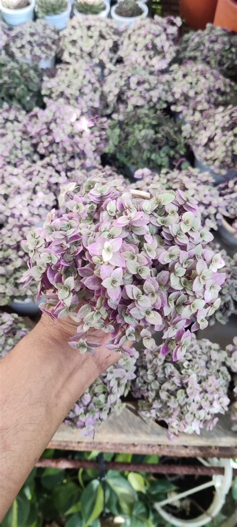 Callisia Repens ‘Pink Panther’ - NurseryBuy