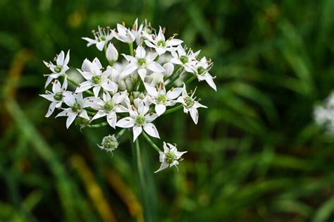 Premium Photo Chinese Chive Flower Field