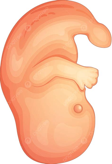 Human Embryo Fetal Background Stage Vector Fetal Background Stage