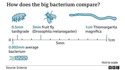 Bacteria Sizes