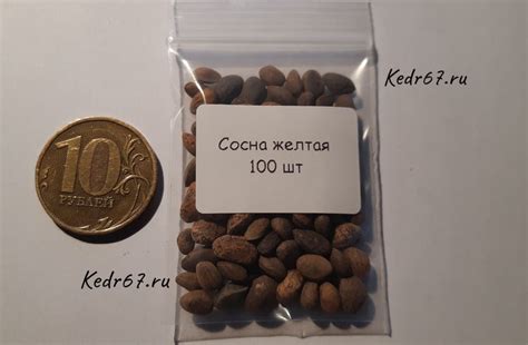 Сосна желтая семена. Купить семена сосны желтой