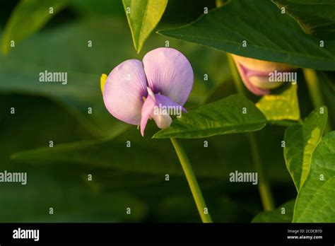 Common Bean Phaseolus Vulgaris Hi Res Stock Photography And Images Alamy