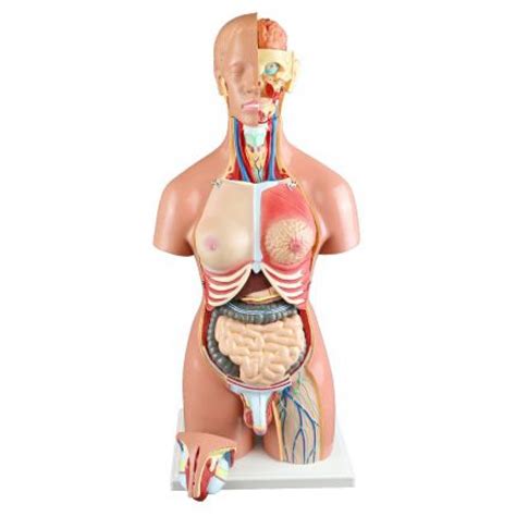 Walter Dual Sex Human Torso With Open Back Parts Torsos Human