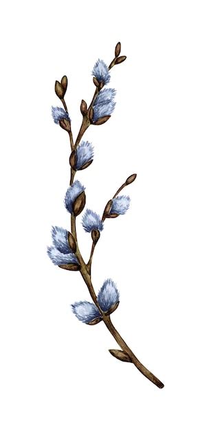 Premium Photo Watercolor Illustration Of A Pussy Willow Branch With Blossoming Cannons Spring