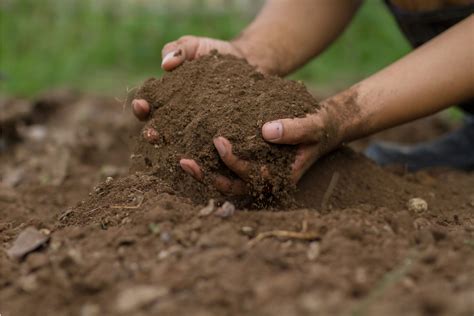 What are the crops suitable for each soil type? – Agriculture Monthly