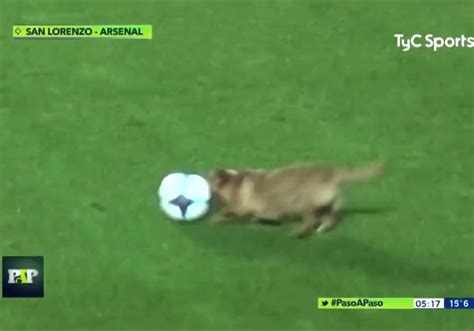 アーセナルの試合に乱入した犬にインタビューを試みるところが面白すぎw 話題の画像プラス