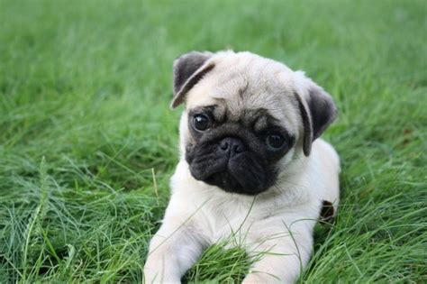 80 Pug Puppies Wallpapers WallpaperSafari