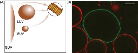 6 Classification Of Unilamellar Vesicles A Based On Their Sizes Download Scientific Diagram