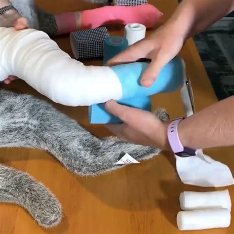 apply  modified robert jones bandage   limb dog  cat