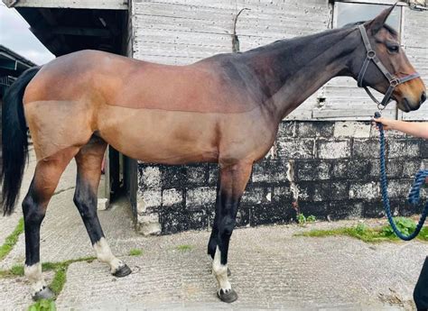 guide  horse clip types choosing   horse clips masterclip