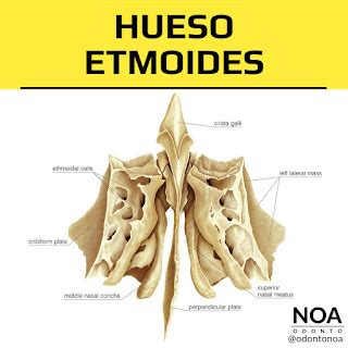 HUESO ETMOIDES Resumen Completo