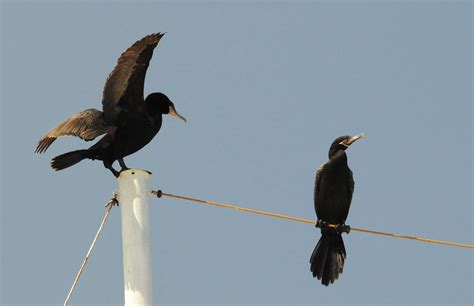 Cormoran Neotropical Cushuri Neotropic Cormorant Phalac Flickr