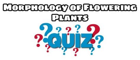 Morphology Of Flowering Plants Quiz For Neet Class Chapter