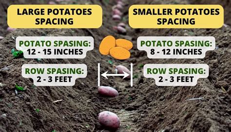 How Far Apart Should I Plant Potatoes 3 Recommendations