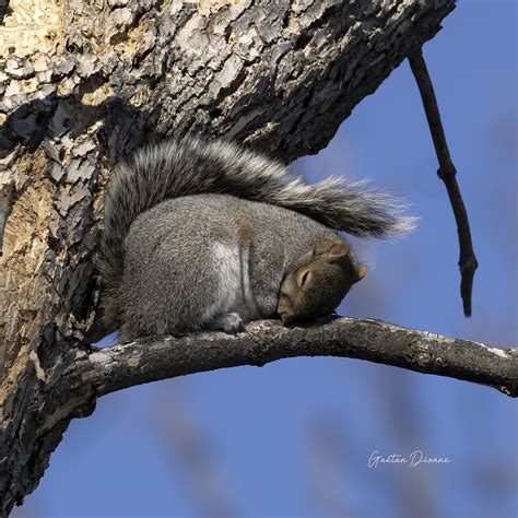 Écureuil gris Gray squirrel Ville de Québec Gaetan Dionne Flickr