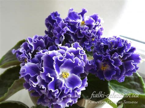 Virtual Violet :: Просмотр темы - ЕК-Весенний Гром (Е.Коршунова)