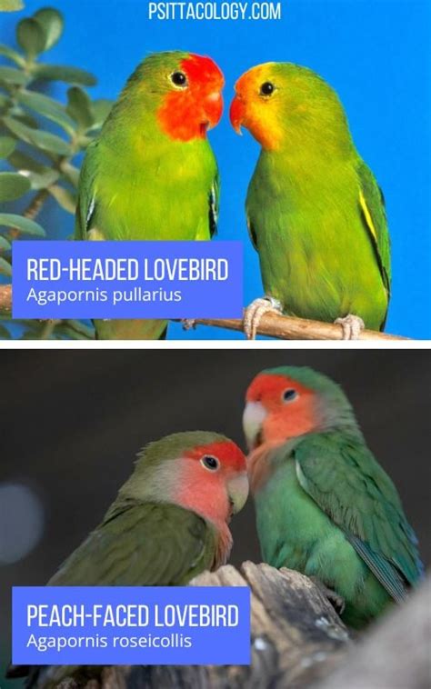 Red-Headed Lovebird Parrot Profile | The "Lesser-Known" Lovebird ...