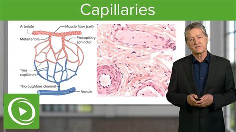 LEARN ABOUT: Capillaries and arterioles, Capillaries and metarterioles ... 