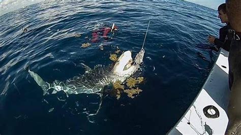 Shark Viewing Trips | Sharks from safety of the Boat | Florida Shark Diving