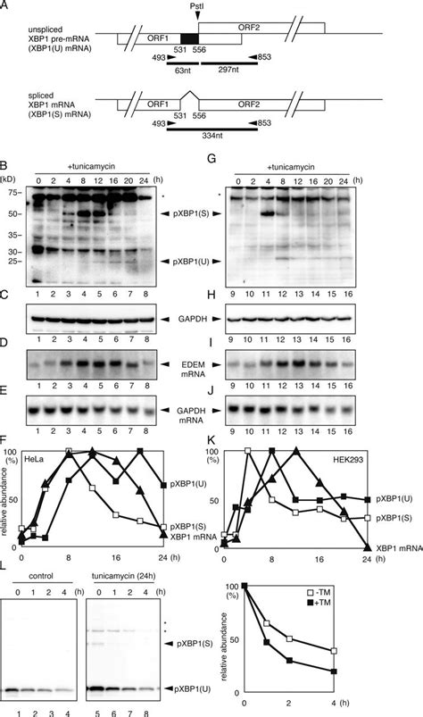 Expression Of The Xbp Target Gene Wanes During The Late Phase Of Er