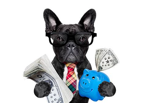successful dog accountant stock  pictures royalty