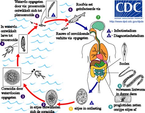 Tapeworm Life Cycle Diagram