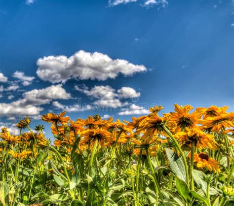 Желтые маргаритки, стоцвет стоковое фото. изображение насчитывающей ...
