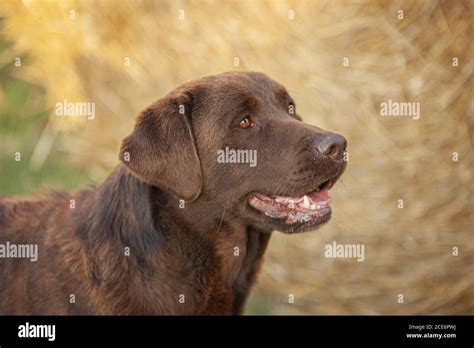 Labrador Dog Portrait Stock Photo Alamy