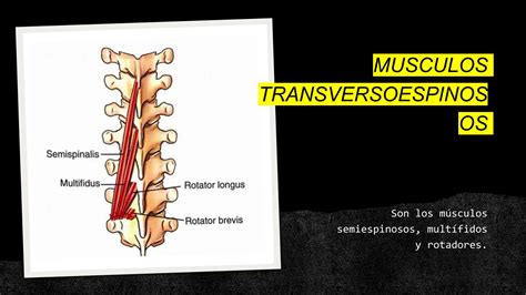 Musculos Propios Del Dorso Y Espalda Pptx