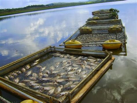 Magnitudes Do Mundo Peixes Criados Em Cativeiro Para Abate