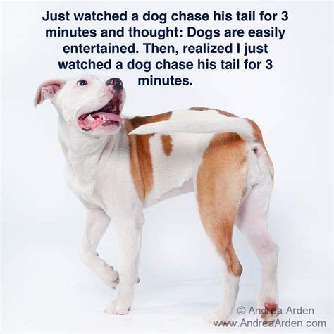 Just watched a dog chase his tail for 3 minutes and thought: Dogs are ...