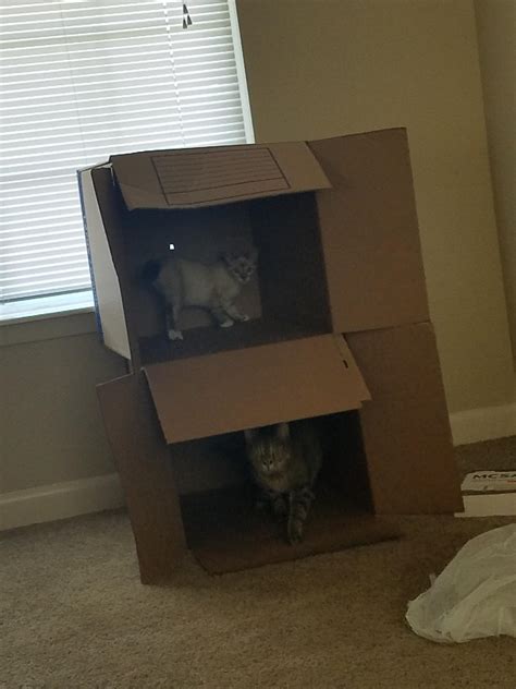 Double Whammy Rthecattrapisworking