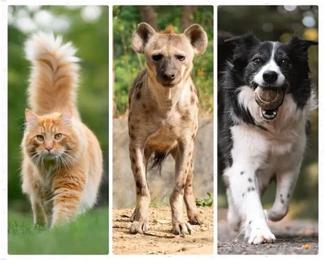 Are Hyenas Closer To Dogs Or Cats? - PetBouncy