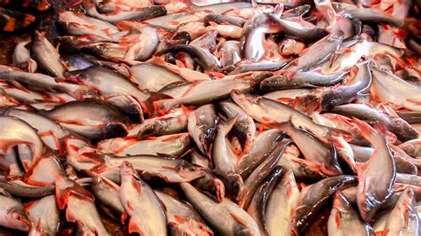 Biggest Fish Market In Sylhet City Kazirbazar Fish Market Big