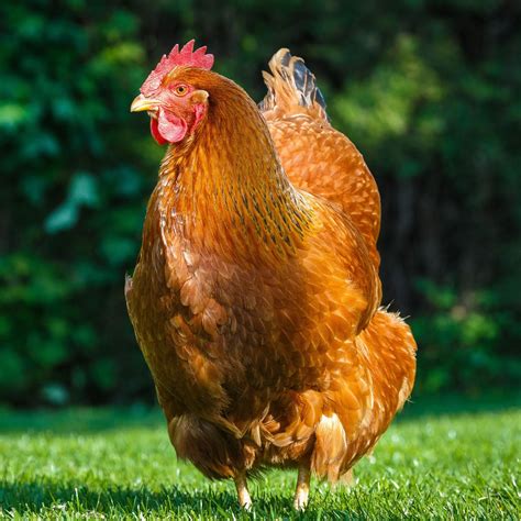 pullet  hampshire red shipping week   pet chicken